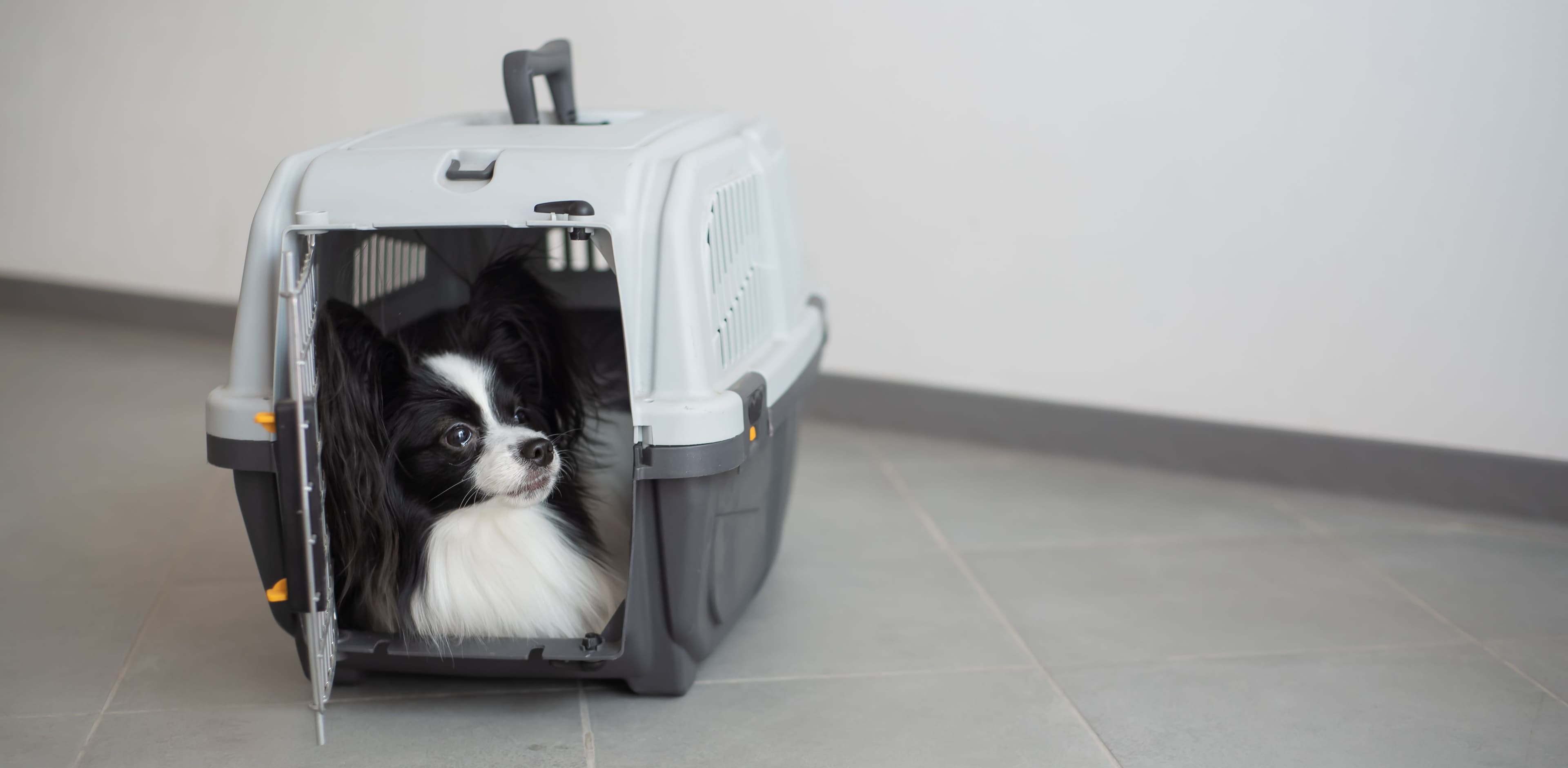 dog-box-safe-travel-papillon-pet-transport-cage.jpg